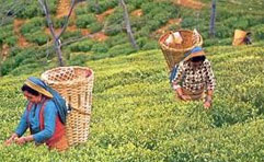 Darjeeling Tour Packages